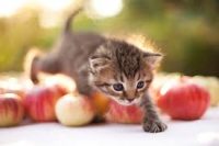 Котенок перешагивает через яблоки фото