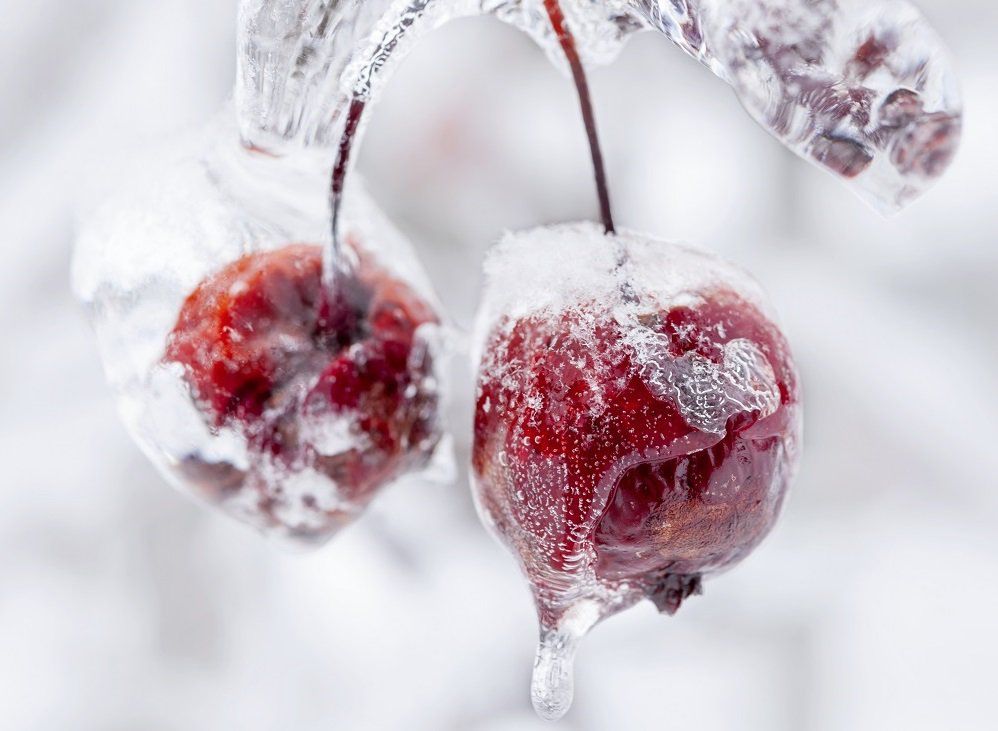 Яблоки замороженные на веточке фото